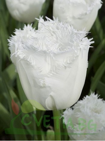  Лале (Tulipa 'Swan Wings')  PR917